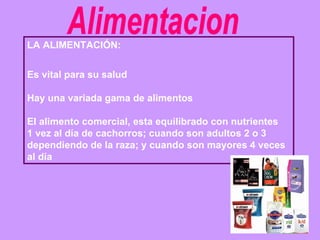Alimentacion LA ALIMENTACIÓN: Es vital para su salud  Hay una variada gama de alimentos  El alimento comercial, esta equilibrado con nutrientes  1 vez al día de cachorros; cuando son adultos 2 o 3 dependiendo de la raza; y cuando son mayores 4 veces al día 