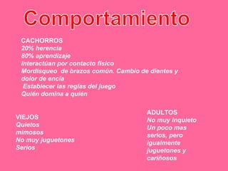Comportamiento CACHORROS 20% herencia  80% aprendizaje  Interactúan por contacto físico  Mordisqueo  de brazos común. Cambio de dientes y dolor de encía  Establecer las reglas del juego  Quién domina a quién  ADULTOS No muy inquieto  Un poco mas serios, pero igualmente juguetones y cariñosos VIEJOS Quietos  mimosos  No muy juguetones  Serios  