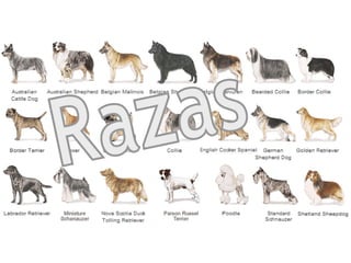 Razas  