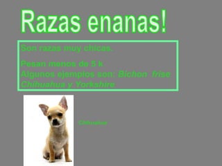 Razas enanas! Son razas muy chicas. Pesan menos de 5 k  Algunos ejemplos son:  Bichon  frise  Chihuahua y Yorkshire Chihuahua 