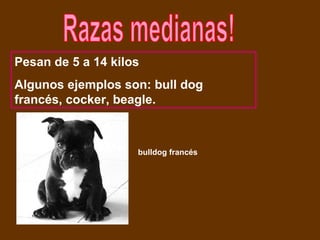 Razas medianas! bulldog francés Pesan de 5 a 14 kilos Algunos ejemplos son: bull dog francés, cocker, beagle. 