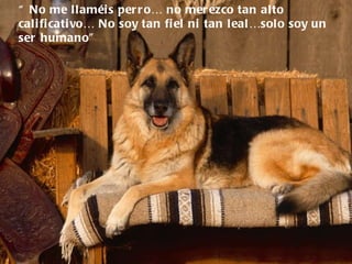 “  No me llaméis perro… no merezco tan alto calificativo… No soy tan fiel ni tan leal…solo soy un  ser humano”  