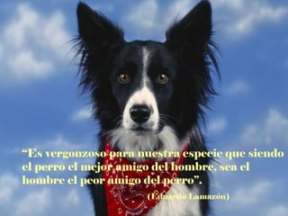 “ Es vergonzoso para nuestra especie que siendo el perro el mejor amigo del hombre, sea el hombre el peor amigo del perro”. (Eduardo Lamazón) 
