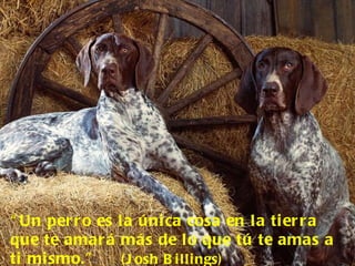 “ Un perro es la única cosa en la tierra que te amará más de lo que tú te amas a ti mismo.”  (Josh Billings) 