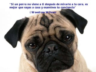 “ Si un perro no viene a ti después de mirarte a la cara, es mejor que vayas a casa y examines tu conciencia” ( Woodrow Wilson) 