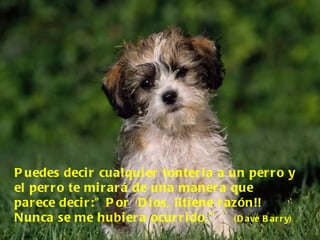 Puedes decir cualquier tontería a un perro y el perro te mirará de una manera que parece decir:” Por  Dios, ¡¡tiene razón!! Nunca se me hubiera ocurrido.”   (Dave Barry)  