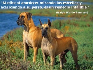“ Medite al atardecer mirando las estrellas y acariciando a su perro, es un remedio infalible.”  (Ralph Waldo Emerson) 