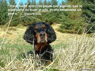 “ Para hacer ejercicio pasee con alguien que le acompañe de buen grado, preferentemente un perro.”  (David Brown) 