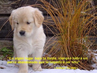 “ En algún lugar bajo la lluvia, siempre habrá un perro abandonado que te impedirá ser feliz” ( Aldous Huxley ) 