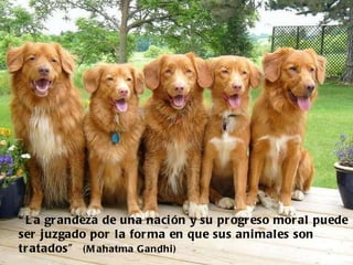 “ La grandeza de una nación y su progreso moral puede ser juzgado por la forma en que sus animales son tratados”  (Mahatma Gandhi) 