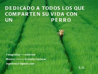 DEDICADO A TODOS LOS QUE COMPARTEN SU VIDA CON UN  .   PERRO Fotografías -----Internet Música -----------Ernesto Cortazar  [email_address] B.M. 