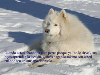 Cuando usted abandona a un perro porque ya “no le sirve”, sus hijos aprenden la lección. Quizás hagan lo mismo con usted cuando sea un anciano. Piénselo… 