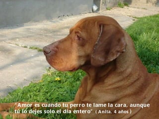 “ Amor es cuando tu perro te lame la cara, aunque tú lo dejes solo el día entero”  ( Anita,   4 años  ) 