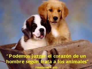 “ Podemos juzgar el corazón de un hombre según trata a los animales”  (Immanuel Kant) 