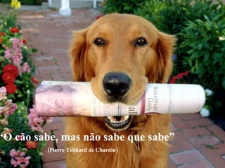 “ O cão sabe, mas não sabe que sabe” (Pierre Teilhard de Chardin) 