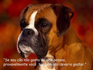“ Se seu cão não gosta de uma pessoa, provavelmente você  também não deveria gostar.” 