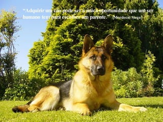 “ Adquirir um cão pode ser a única oportunidade que um ser humano tem para escolher um parente.”  (Mordecai Siega) 