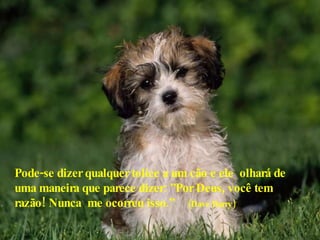 Pode-se dizer qualquer tolice a um cão e ele  olhará de uma maneira que parece dizer: ”Por Deus, você tem razão! Nunca  me ocorreu isso.”   (Dave Barry)  