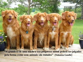 “ A grandeza de uma nação e seu progresso moral podem ser julgados pela forma como seus animais são tratados”  (Mahatma Gandhi) 