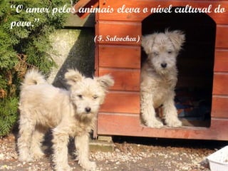 “ O amor pelos animais eleva o nível cultural do povo.” (F. Salvochea) 