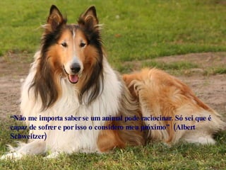 “ Não me importa saber se um animal pode raciocinar. Só sei que é capaz de sofrer e por isso o considero meu próximo”  (Albert Schweitzer)  