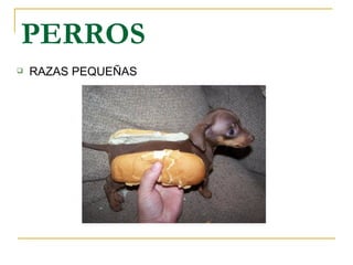 PERROS ,[object Object]