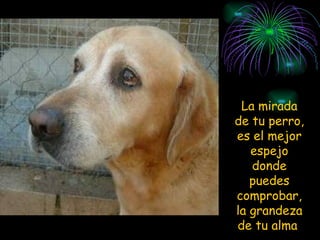 La mirada de tu perro, es el mejor espejo donde puedes comprobar, la grandeza de tu alma  