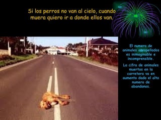 Si los perros no van al cielo, cuando muera quiero ir a donde ellos van. El numero de animales atropellados es inimaginable e incomprensible. La cifra de animales muertos en la carretera va en aumento dado el alto numero de abandonos. 