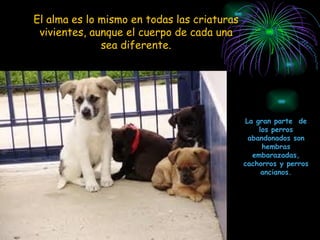 El alma es lo mismo en todas las criaturas vivientes, aunque el cuerpo de cada una sea diferente. La gran parte  de los perros abandonados son hembras embarazadas, cachorros y perros ancianos. 