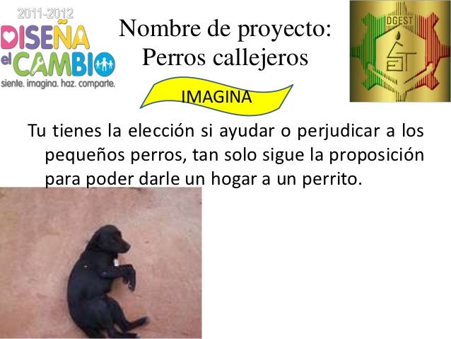 Perros callejeros