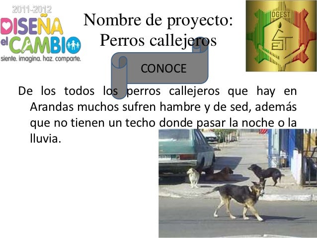 Proyecto De Investigacion Sobre Perros Callejeros