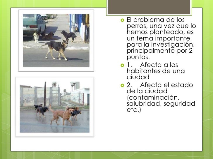 Perros callejeros