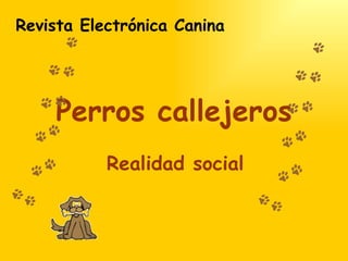 Perros callejeros Realidad social Revista Electrónica Canina 