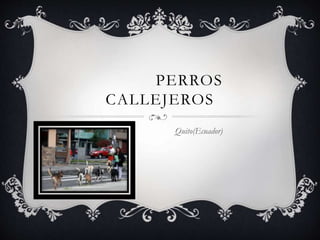 PERROS
CALLEJEROS
Quito(Ecuador)
 