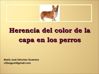 Herencia del color de la
capa en los perros
María José Sánchez Guerrero
v32sagum@gmail.com

 