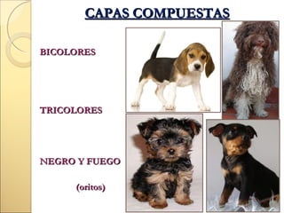 CAPAS COMPUESTAS
BICOLORES

TRICOLORES

NEGRO Y FUEGO
(oritos)

 