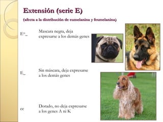 Extensión (serie E)
(afecta a la distribución de eumelanina y feomelanina)

Em_

Mascara negra, deja
expresarse a los demás genes

E_

Sin máscara, deja expresarse
a los demás genes

ee

Dorado, no deja expresarse
a los genes A ni K

 