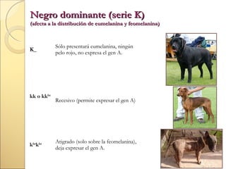 Negro dominante (serie K)

(afecta a la distribución de eumelanina y feomelanina)

K_

kk o kkbr

kbrkbr

Sólo presentará eumelanina, ningún
pelo rojo, no expresa el gen A.

Recesivo (permite expresar el gen A)

Atigrado (solo sobre la feomelanina),
deja expresar el gen A.

 