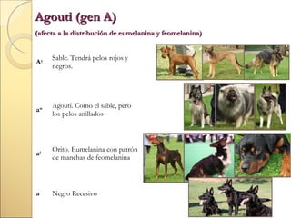 Agouti (gen A)
(afecta a la distribución de eumelanina y feomelanina)

Ay

Sable. Tendrá pelos rojos y
negros.

aw

Agouti. Como el sable, pero
los pelos anillados

at

Orito. Eumelanina con patrón
de manchas de feomelanina

a

Negro Recesivo

 