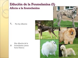 Dilución de la Feomelanina (I)
Afecta a la feomelanina

I_

No hay dilución

ii

Hay dilución de la
feomelanina (arena
hasta blanco)

 