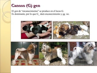 Canoso (G) gen
El gen de “encanecimietno” se produce en el locus G.
Es dominante, por lo que G_ dará encanecimiento y gg no.

 