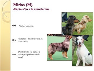 Mirlos (M)

Afecta sólo a la eumelanina

MM

Mm

No hay dilución

“Parches” de dilución en la
eumelanina

Doble mirlo (se tiende a
mm evitar por problemas de
salud)

 