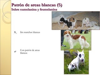 Patrón de areas blancas (S)
Sobre eumelanina y feomelanina

S_

Sin manchas blancas

sp

Con patrón de areas
blancas

 