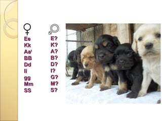 Ee
Kk
Aat
BB
Dd
Ii
gg
Mm
SS

E?
K?
A?
B?
D?
I?
G?
M?
S?

 