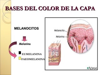 BASES DEL COLOR DE LA CAPA

MELANOCITOS

Melanina
EUMELANINA
FAEOMELANINA

 