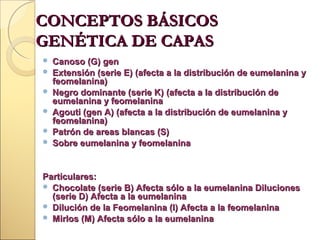CONCEPTOS BÁSICOS
GENÉTICA DE CAPAS







Canoso (G) gen
Extensión (serie E) (afecta a la distribución de eumelanina y
feomelanina)
Negro dominante (serie K) (afecta a la distribución de
eumelanina y feomelanina
Agouti (gen A) (afecta a la distribución de eumelanina y
feomelanina)
Patrón de areas blancas (S)
Sobre eumelanina y feomelanina

Particulares:
 Chocolate (serie B) Afecta sólo a la eumelanina Diluciones
(serie D) Afecta a la eumelanina
 Dilución de la Feomelanina (I) Afecta a la feomelanina
 Mirlos (M) Afecta sólo a la eumelanina

 