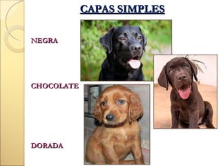 CAPAS SIMPLES
NEGRA

CHOCOLATE

DORADA

 
