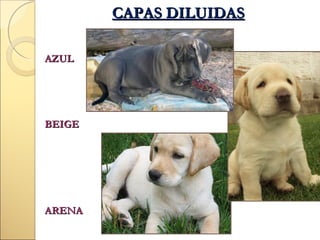 CAPAS DILUIDAS
AZUL

BEIGE

ARENA

 