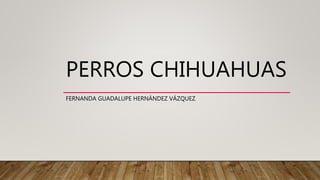 PERROS CHIHUAHUAS
FERNANDA GUADALUPE HERNÁNDEZ VÁZQUEZ
 