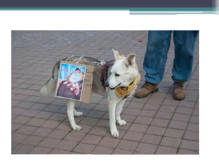 Perros contra la élite